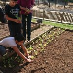 PLANTADA DE L’HORT 2018