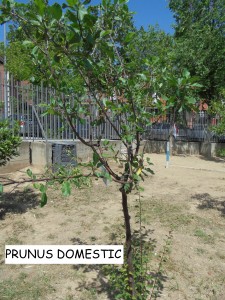 Prunus Domestic